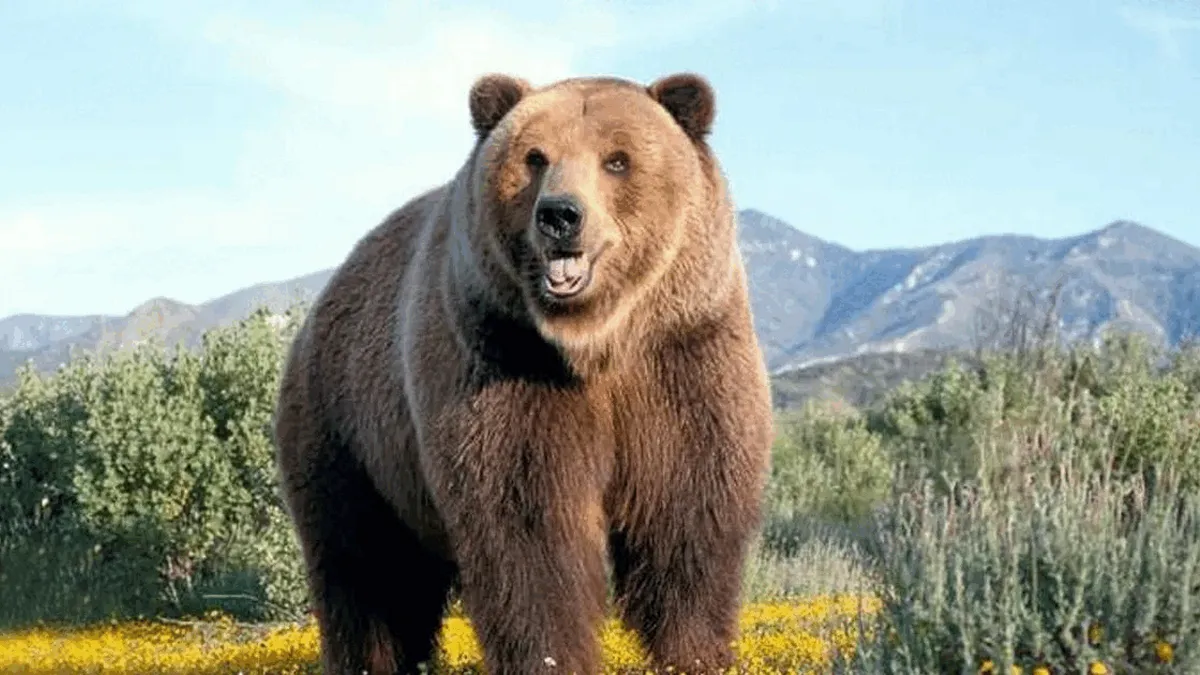 ШІ-інструмент для дослідження ведмедей: в Швейцарії розробили нову технологію для тварин