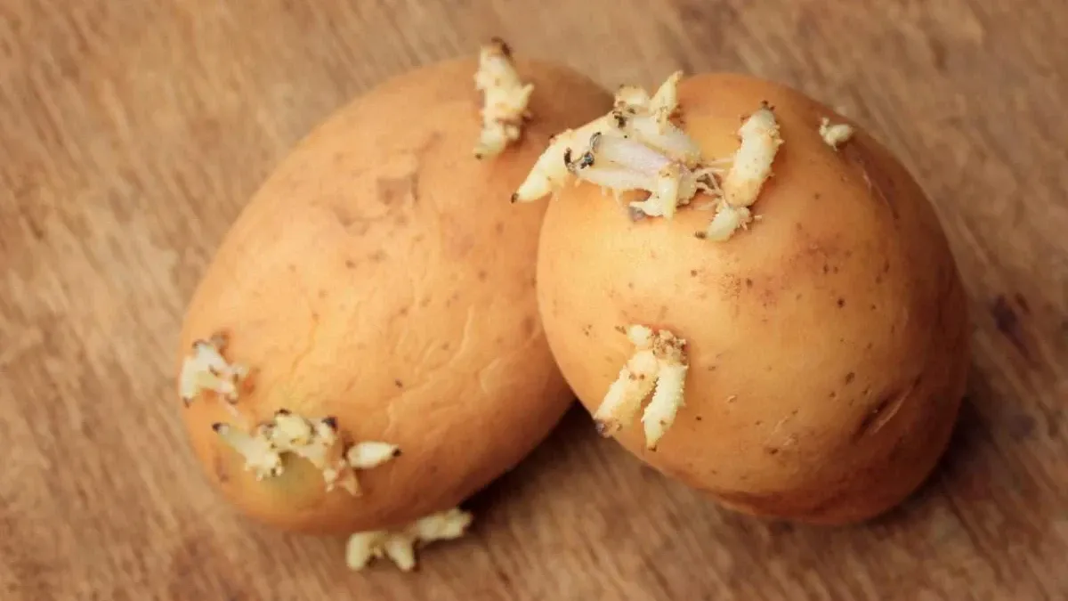 Чи можна їсти пророслу картоплю навесні: пояснення експертів та головні ризики