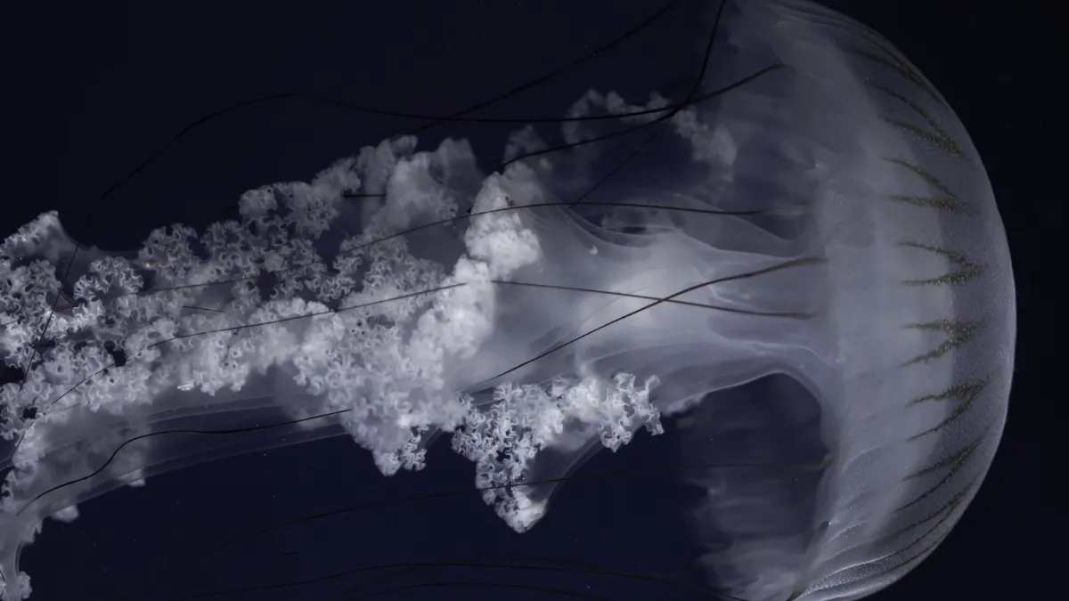 Росіяни проти медуз: окупаційна влада готує масовий вилов цих тварин в Азовському морі