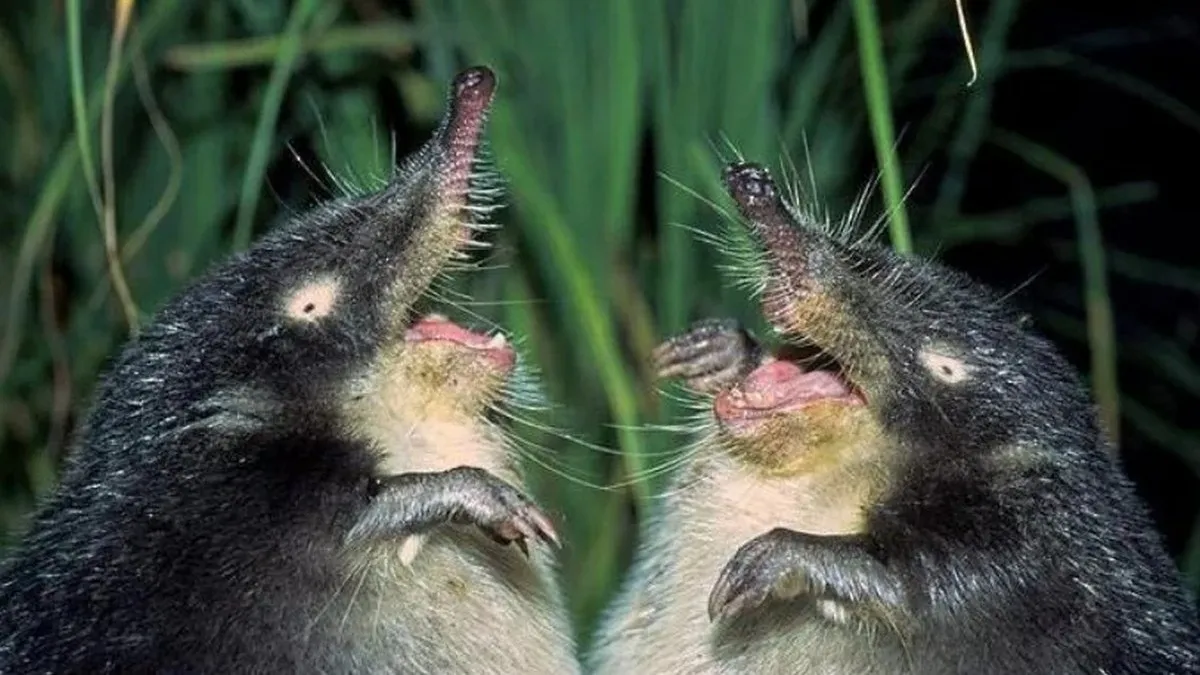 Одна з найдивніших тварин України майже не змінилася за 30 млн років: як виглядає савець, який може зникнути