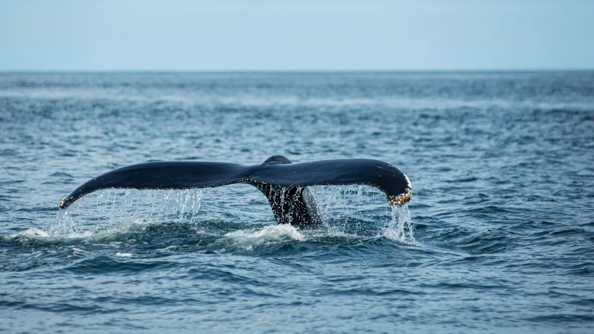 Шанс один на мільйон: вчені вперше зустріли рідкісного кита з зубчастим дзьобом