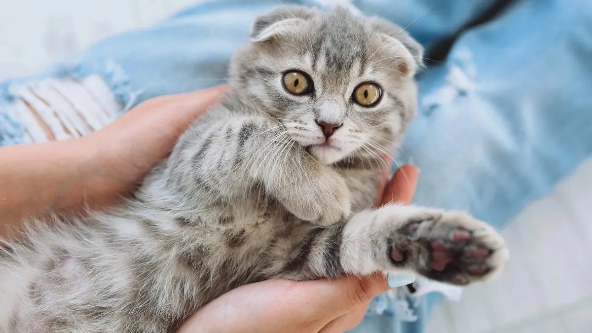 Чому крики не працюють з котами: експерти закликали до співчуття та розуміння інстинктів