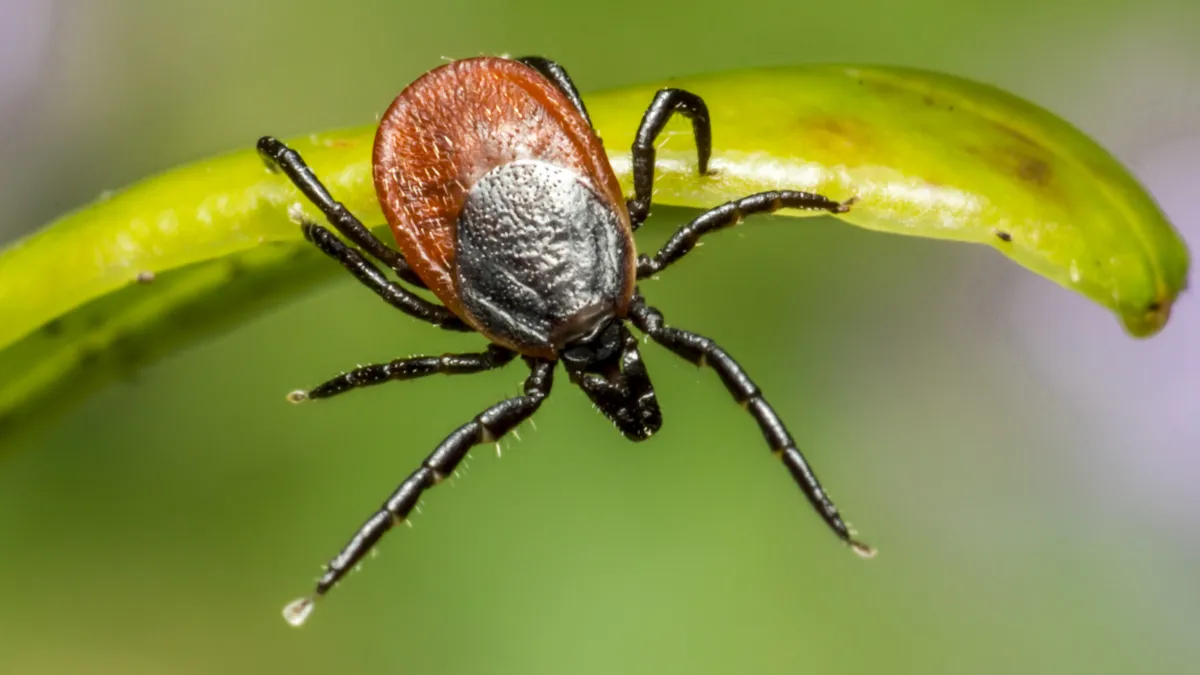Як захистити собаку від кліщів: ефективні засоби та правила обробки