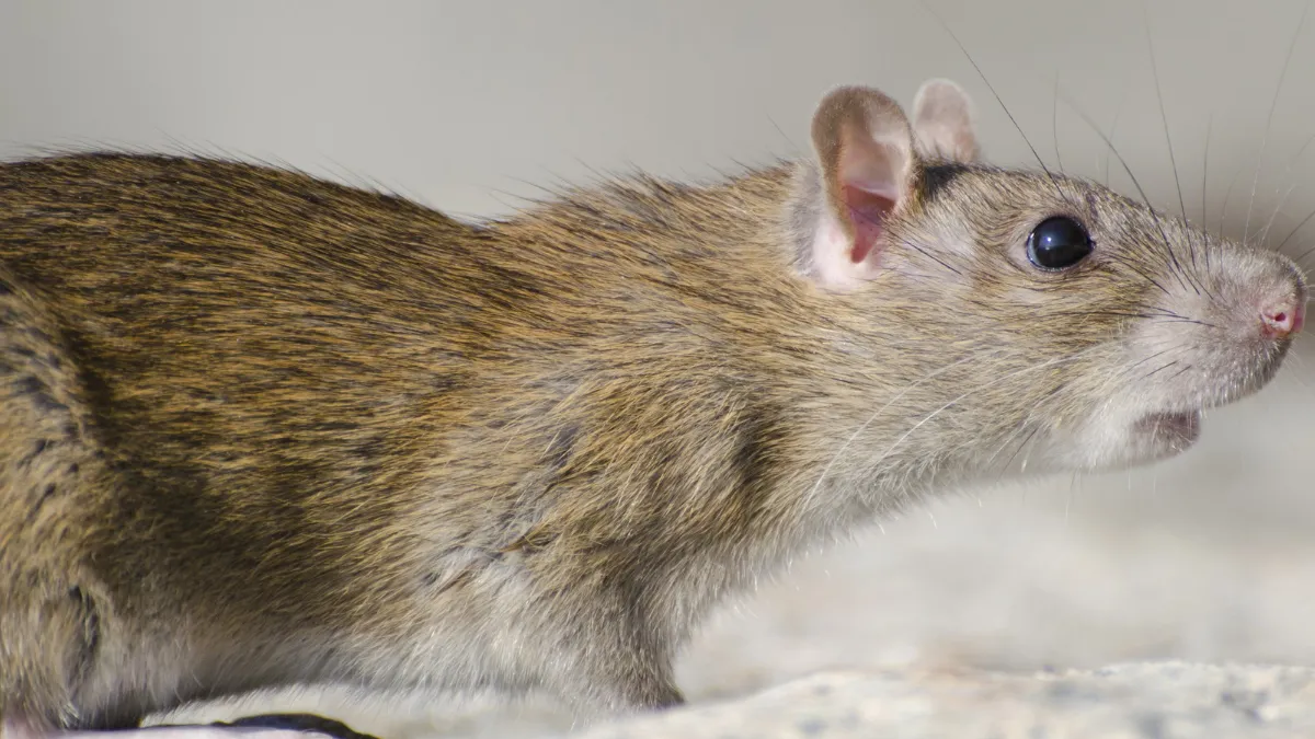 Як позбутися щурів без отрути: одна рослина на підвіконні назавжди відлякає гризунів