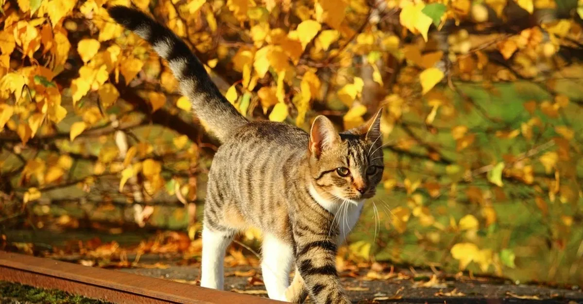 Яка погода завтра, 3 листопада: в Україні буде тепло, але на заході дощитиме