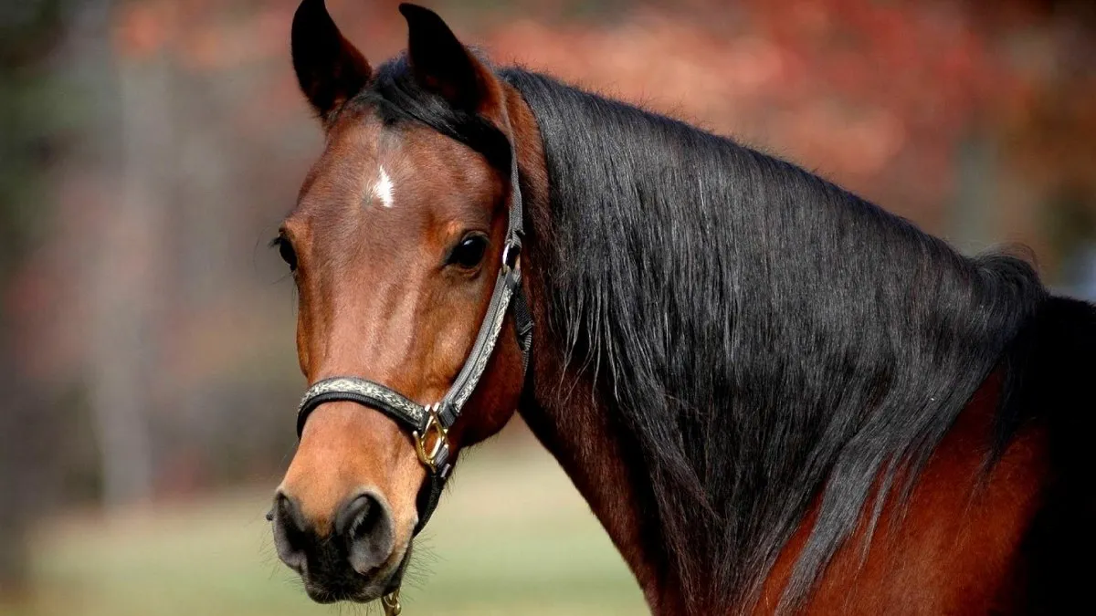 У Туреччині в благодійній їдальні конину подали як яловичину: скандал виник через мікрочіп