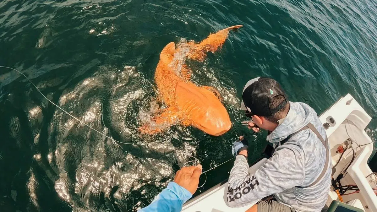 Унікальна «золота акула» з Коста-Рики виявилася носієм рідкісної генетики: в чому її особливість