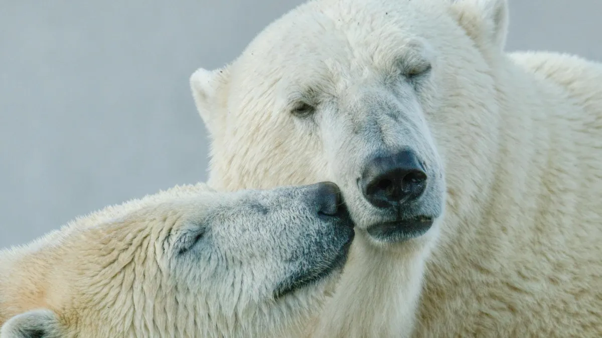 Вчені приємно вражені станом білих ведмедів на Шпіцбергені: як на тварин вплинуло глобальне потепління