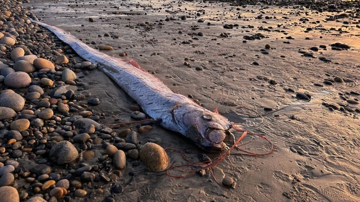 Провісники смертоносних цунамі: у Мексиці на берег одночасно викинуло двох гігантських «риб Судного дня»