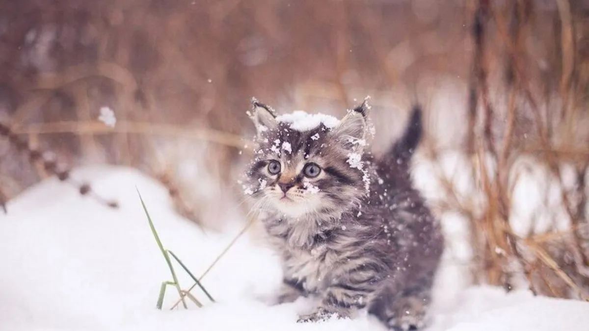 Погода у січні 2026: коли в Україну прийде довгоочікуване потепління