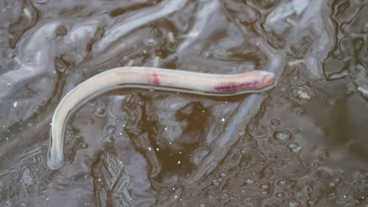 В Україні виявили живність, предки якої жили сотні мільйонів років тому: як вона виглядає