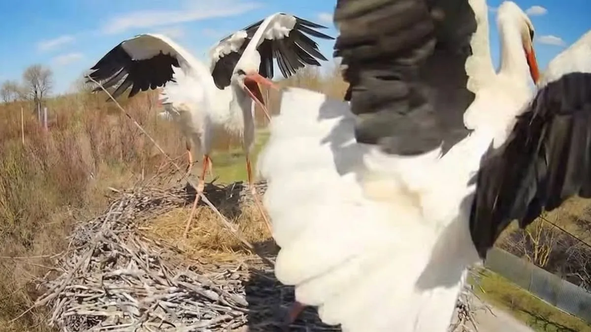 У відомому пташиному гнізді на Полтавщині сталася сутичка: лелека Одарка побилася з новими мешканцями 