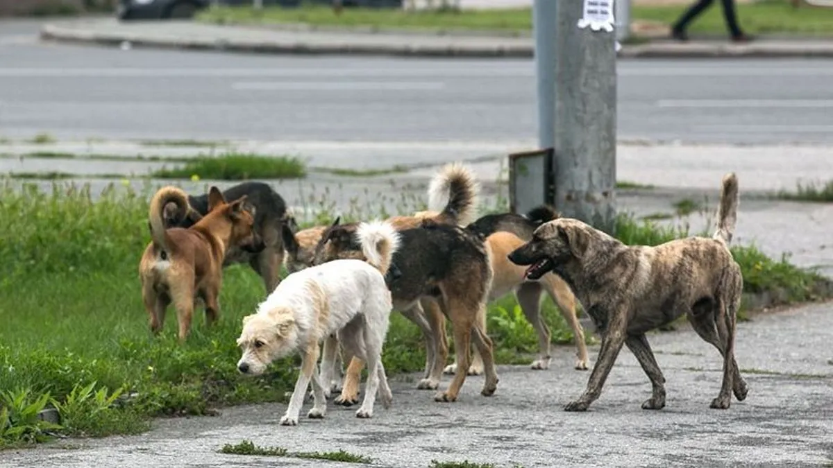 7 собак втекли від торговців м’ясом і подолали 17 км додому: резонансне відео завірусилося в мережі