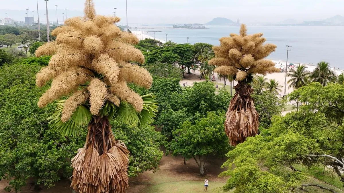 Чекали цього півстоліття: у Бразилії розквітли унікальні дерева, що дають 25 мільйонів квіток
