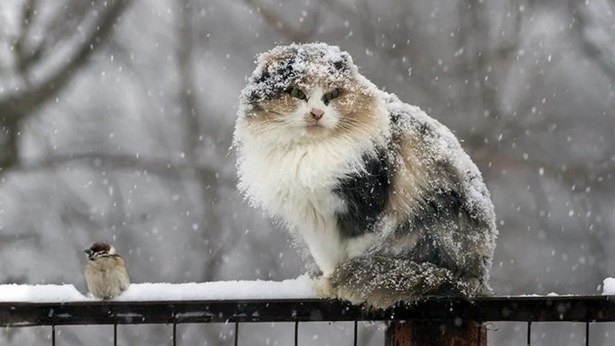 Аномальний холод повернеться до України: синоптик сказав, коли це станеться