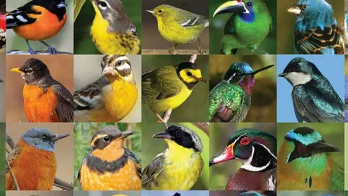 Синій замість зеленого: у Бразилії помітили рідкісного папугу з генетичною аномалією, що вразила вчених