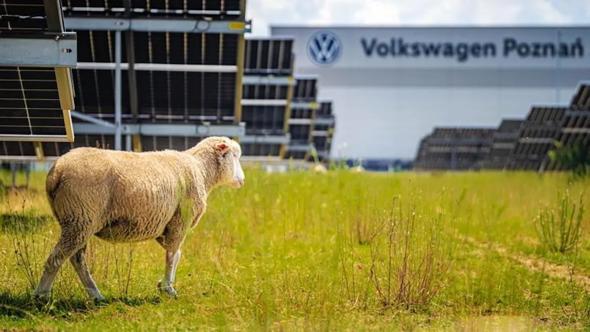 Не на м'ясо, а для роботи: Volkswagen запустив унікальний проєкт із вівцями на сонячній фермі в Європі