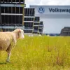 Не на м'ясо, а для роботи: Volkswagen запустив унікальний проєкт із вівцями на сонячній фермі в Європі