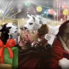 Карнавал тварин та резиденція Санти. Куди піти з дітьми в Києві на день святого Миколая