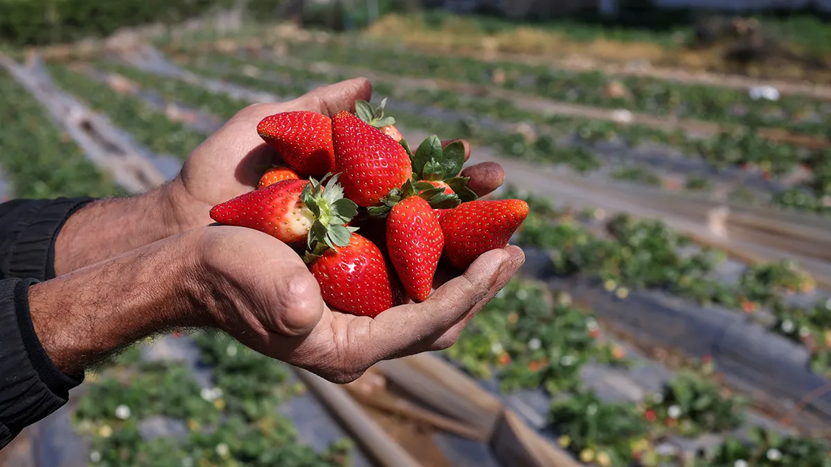 П’ять інгредієнтів – і полуниця плодоносить краще ніж у сусідів: садівники поділилися рецептом