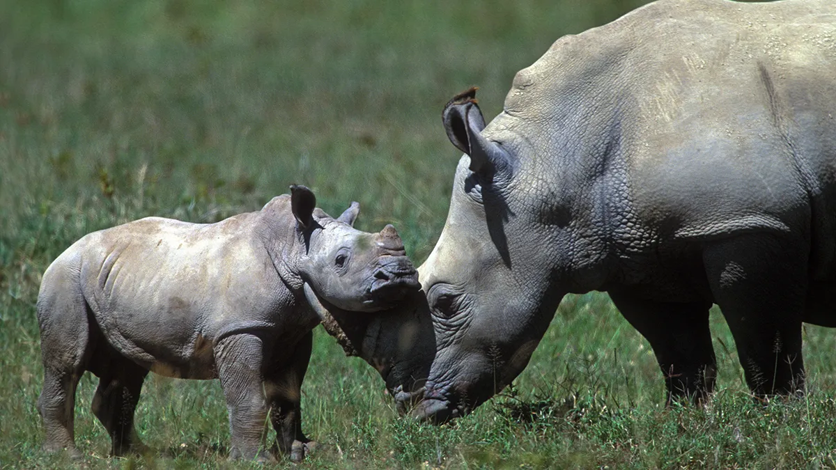 Шосте масове вимирання вже почалося: які тварини зникнуть до 2030 року і чи є шанс їх врятувати