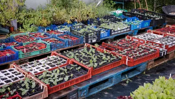 Березневий старт: які 5 овочів потрібно посіяти на розсаду саме в першій половині березня