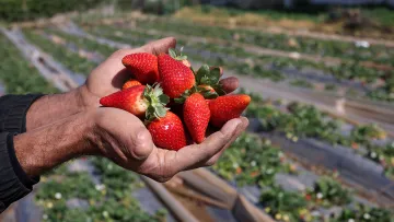 П’ять інгредієнтів – і полуниця плодоносить краще ніж у сусідів: садівники поділилися рецептом