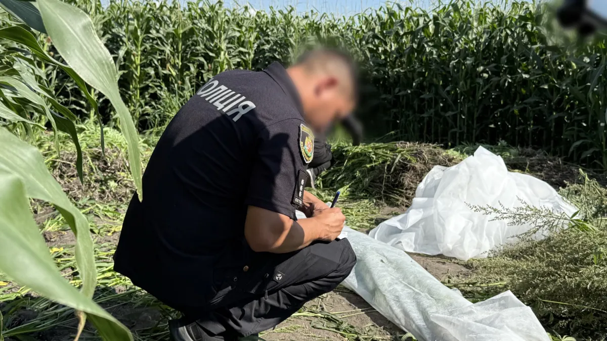 Операція «Джентльмени»: поліція знищила рекордні врожаї конопель та маку — що відомо