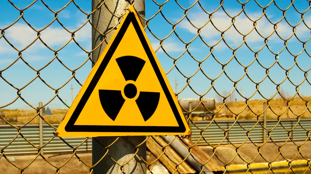 Хлібчик з Чорнобиля: в зоні відчуження роками вирощували пшеницю