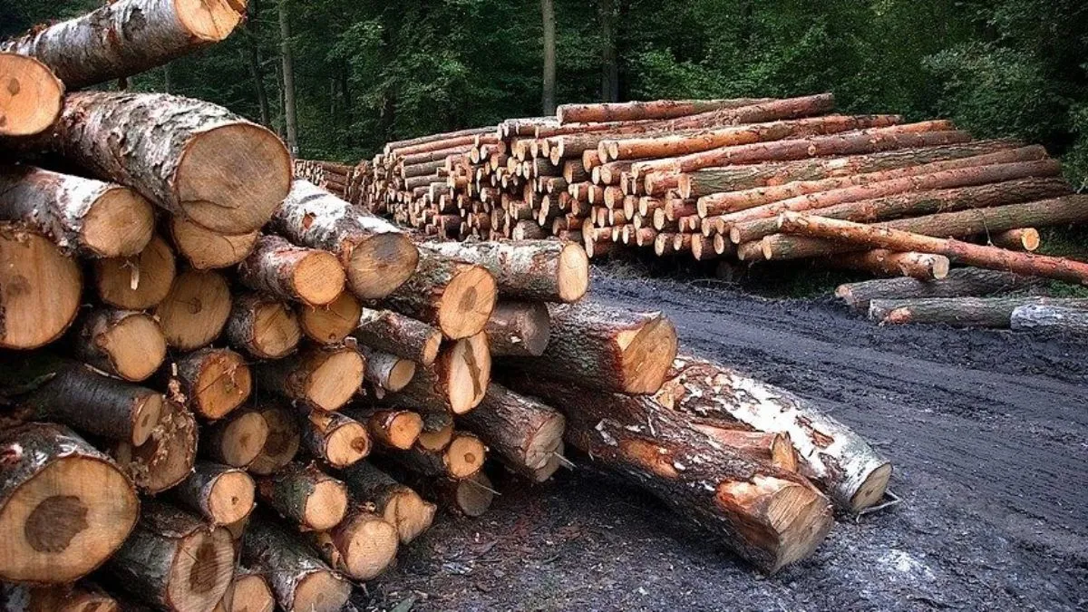 Під виглядом навчать із гасіння лісових пожеж – незаконна вирубка дерев: ексчиновник ДСНС постане перед судом