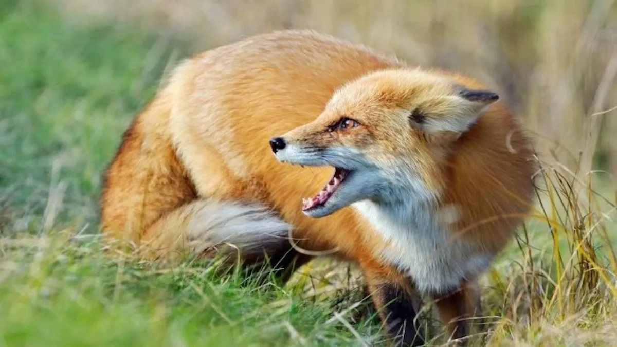 Поліція знайшла труп дикої лисиці у квартирі: нещодавно у цієї ж киянки забрали вовка 