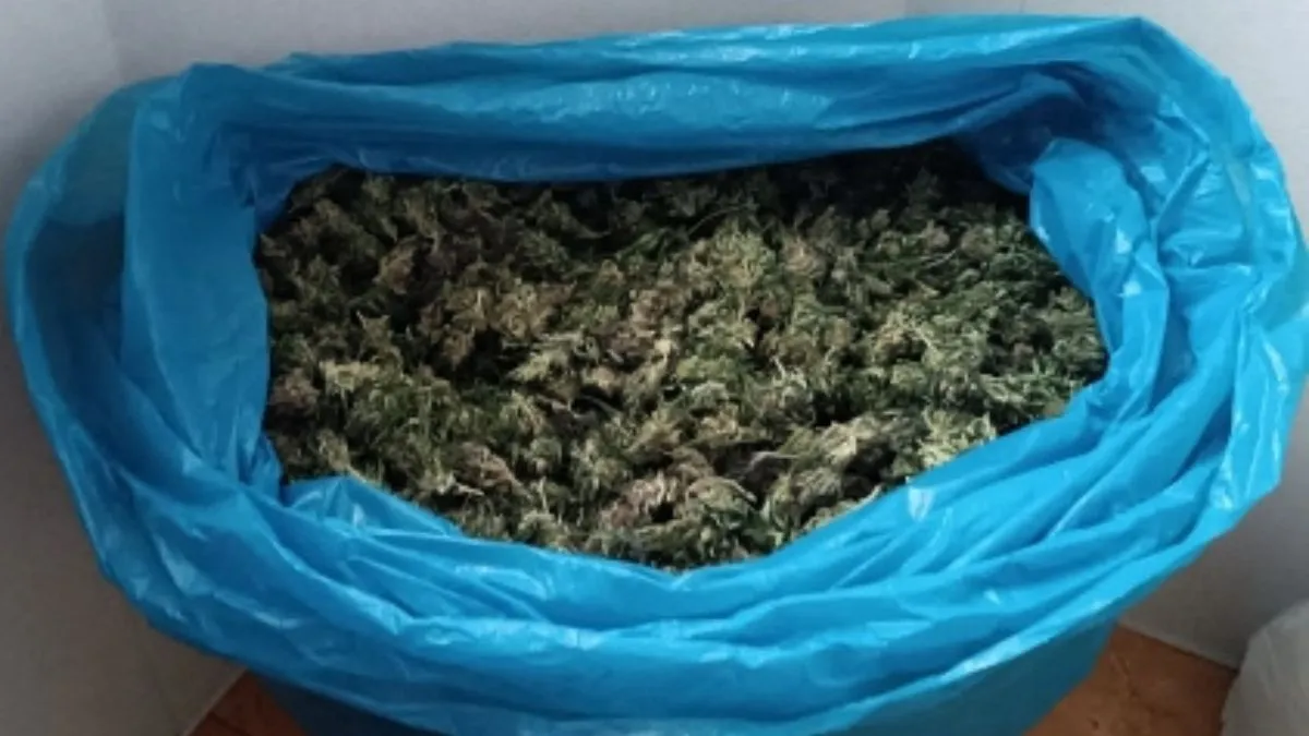 П'ятеро чоловіків з Полтавщини культивували коноплі: скільки канабісу знайшли у горе-аграріїв