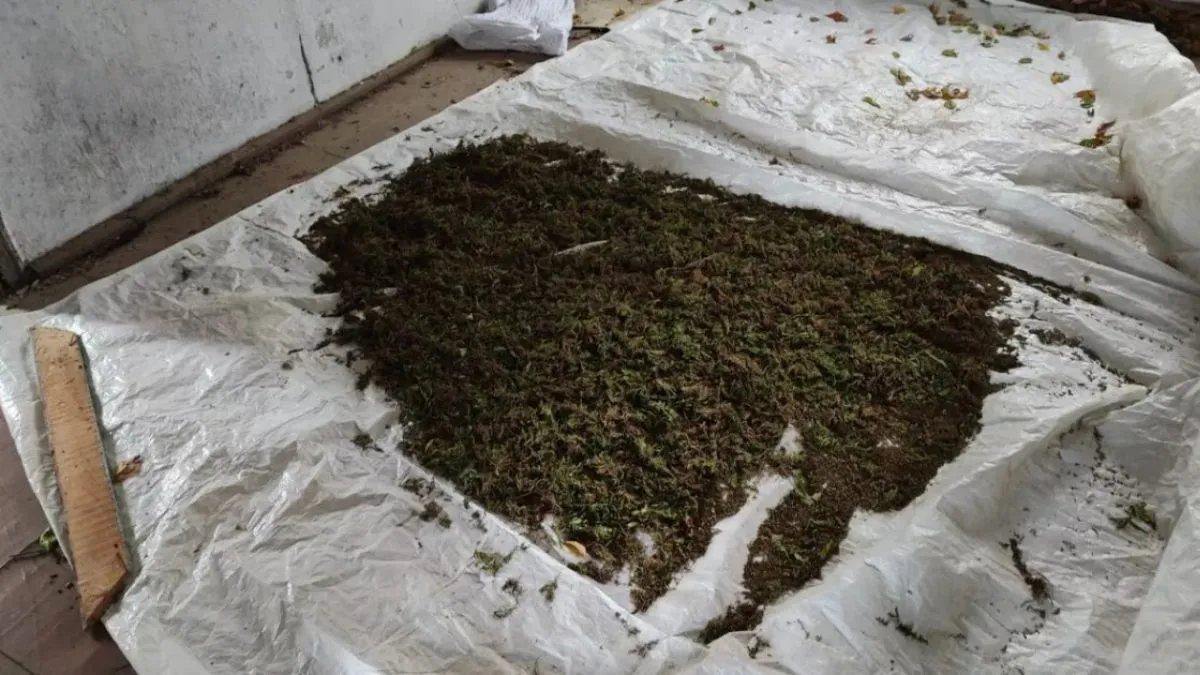 У Києві викрили аграріїв-наркодилерів, котрі вирощували коноплі у промислових масштабах: про які об'єми йдеться