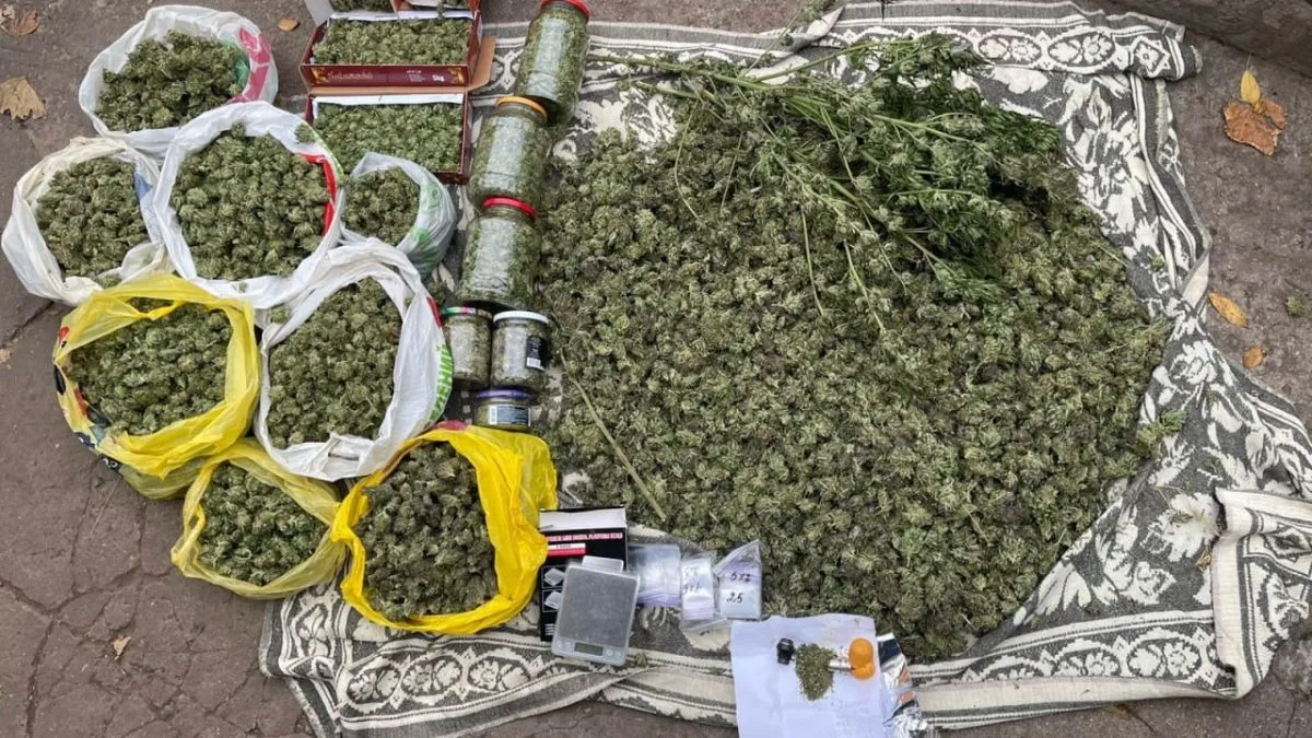 У Запоріжжі накрили групу ділків, які вирощували елітні коноплі, але не для текстилю: об'єми дурману вражають