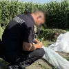 Операція «Джентльмени»: поліція знищила рекордні врожаї конопель та маку — що відомо