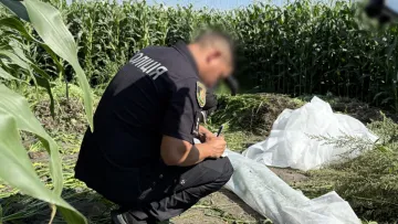 Операція «Джентльмени»: поліція знищила рекордні врожаї конопель та маку — що відомо