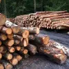 Під виглядом навчать із гасіння лісових пожеж – незаконна вирубка дерев: ексчиновник ДСНС постане перед судом