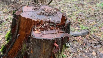 Лісова афера на десятки мільйонів: ексчиновників судитимуть за незаконну вирубку дерев на Дніпропетровщині