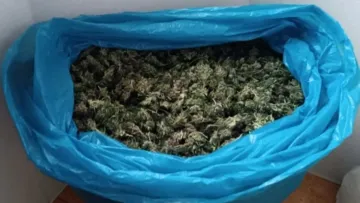 П'ятеро чоловіків з Полтавщини культивували коноплі: скільки канабісу знайшли у горе-аграріїв