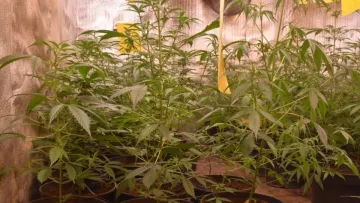 На Кіровоградщині викрито наркоторговців, які вирощували та продавали канабіс: обсяги й підхід ділків вражають