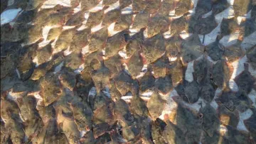 На Одещині чоловік наловив риби на понад 16 мільйонів: що загрожує браконьєру