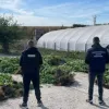 Замість помідорів та огірків: подружжя з Дніпропетровщини виростило у теплицях конопель на кілька мільйонів