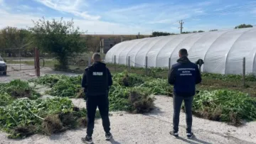 Замість помідорів та огірків: подружжя з Дніпропетровщини виростило у теплицях конопель на кілька мільйонів