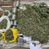 У Запоріжжі накрили групу ділків, які вирощували елітні коноплі, але не для текстилю: об'єми дурману вражають