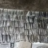 На Одещині чоловік порибалив на 6 мільйонів: що за золотих рибок наловив рибалка