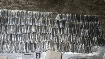 На Одещині чоловік порибалив на 6 мільйонів: що за золотих рибок наловив рибалка