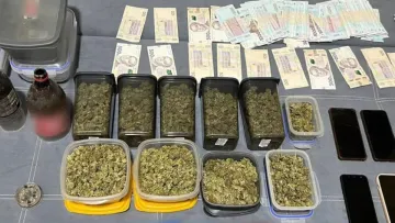 У передмісті Харкова вирощували елітні сорти конопель й торгували травичкою: мова про мільйонні доходи