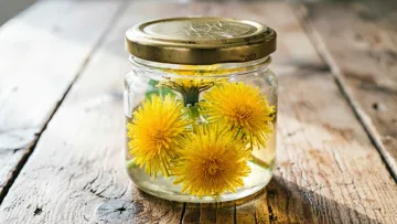 Солодке літо у кожній ложці: два перевірені рецепти кульбабового «меду»