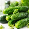 В Україні рекордно подорожчали огірки: оптова ціна – найвища за 8 років