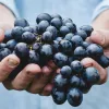 Осіння закуска до м’яса та сирів: два простих способи замаринувати виноград на зиму